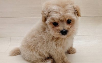 ハーフ犬（ポメラニアン×トイプードル）