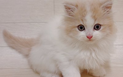 ノルウェージャンフォレストキャット