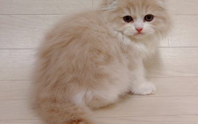 スコティッシュフォールド