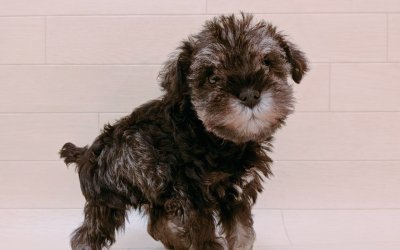 ミニチュアシュナウザー