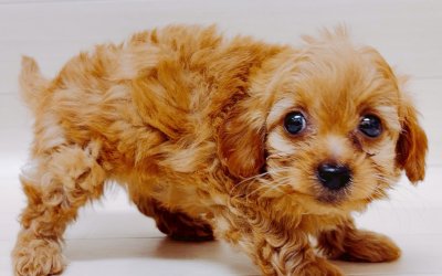 ハーフ犬（トイプードル×チワワ）