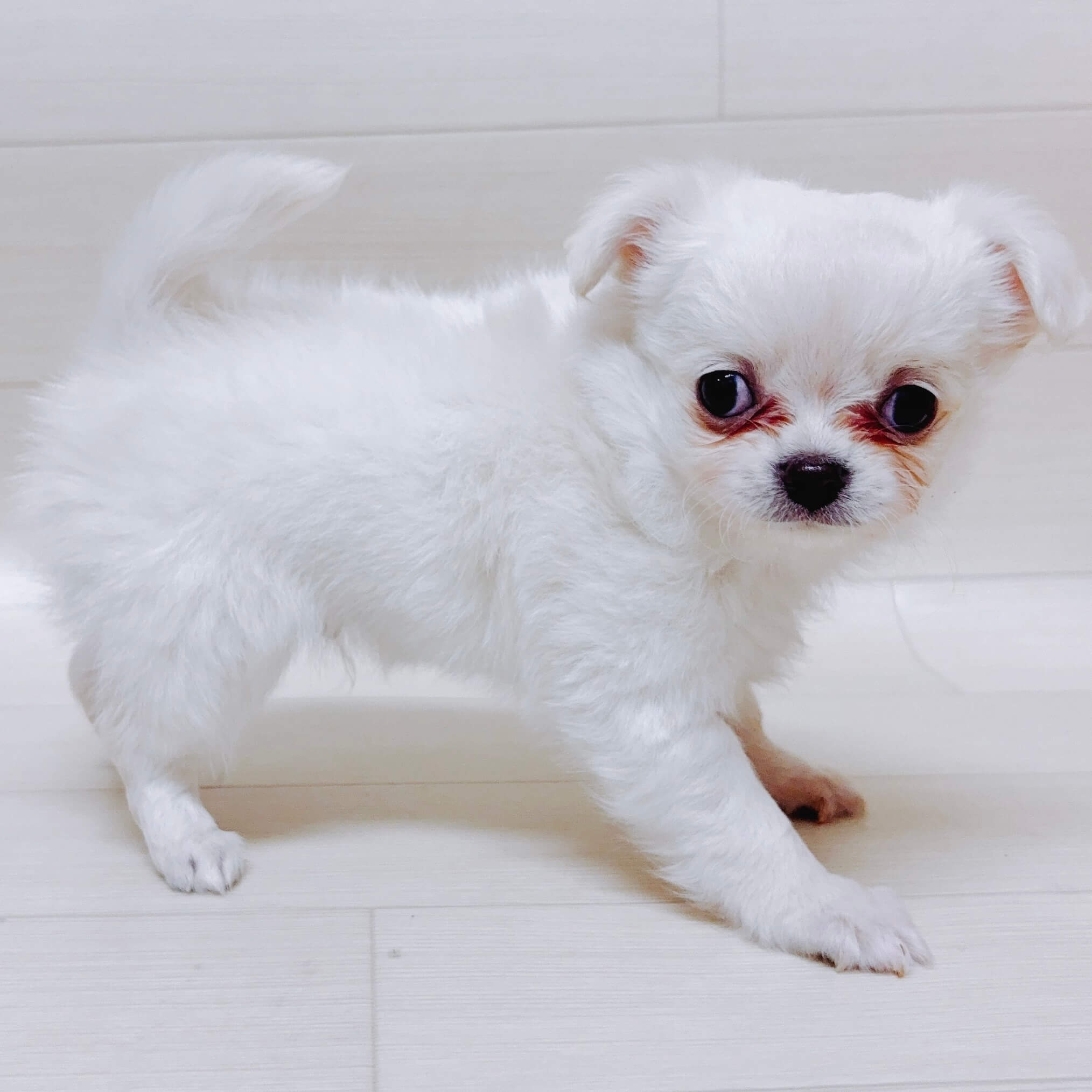 埼玉県のチワワ(ロング) (ペットアイランド 三郷中央店/2026年1月26日生まれ/男の子/クリーム)の子犬