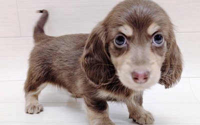 ミニチュアダックスフンド