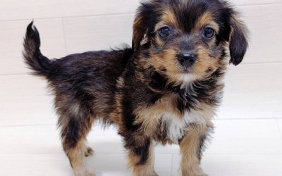 ハーフ犬（チワワ×トイプードル）