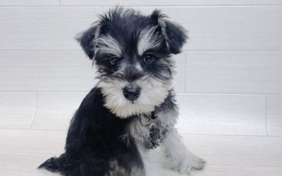 ミニチュアシュナウザー