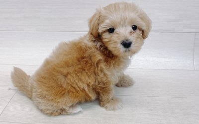 ハーフ犬（トイプードル×マルチーズ）