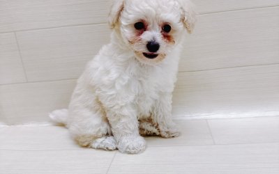 ハーフ犬（チワワ×トイプードル）