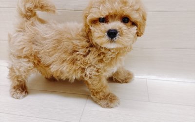 ハーフ犬（マルチーズ×トイプードル）