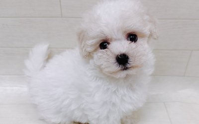 ハーフ犬（マルチーズ×ボロニーズ）