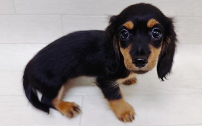 ミニチュアダックスフンド