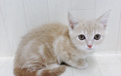 アメリカンショートヘアー