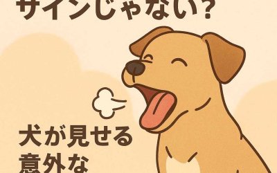あくびは眠気のサインじゃない？犬が見せる意外なボディランゲージ