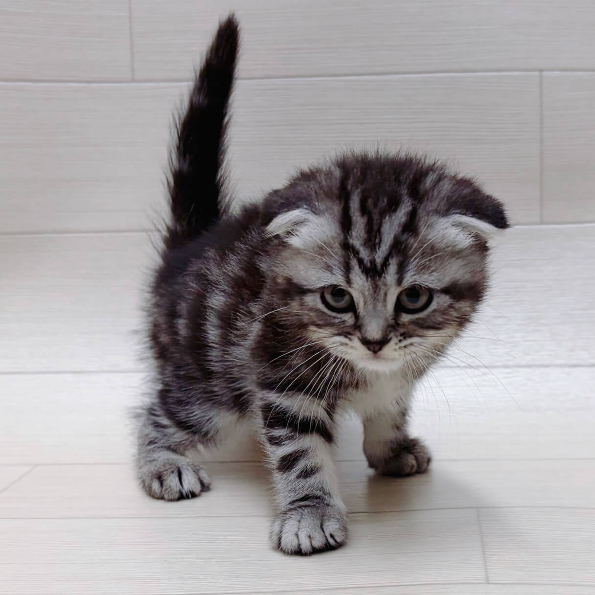 スコティッシュフォールド