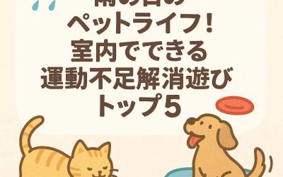 雨の日のペットライフ！室内でできる運動不足解消遊びトップ5