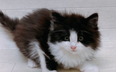 ノルウェージャンフォレストキャット