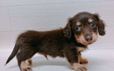 ミニチュアダックスフンド