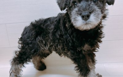 ミニチュアシュナウザー