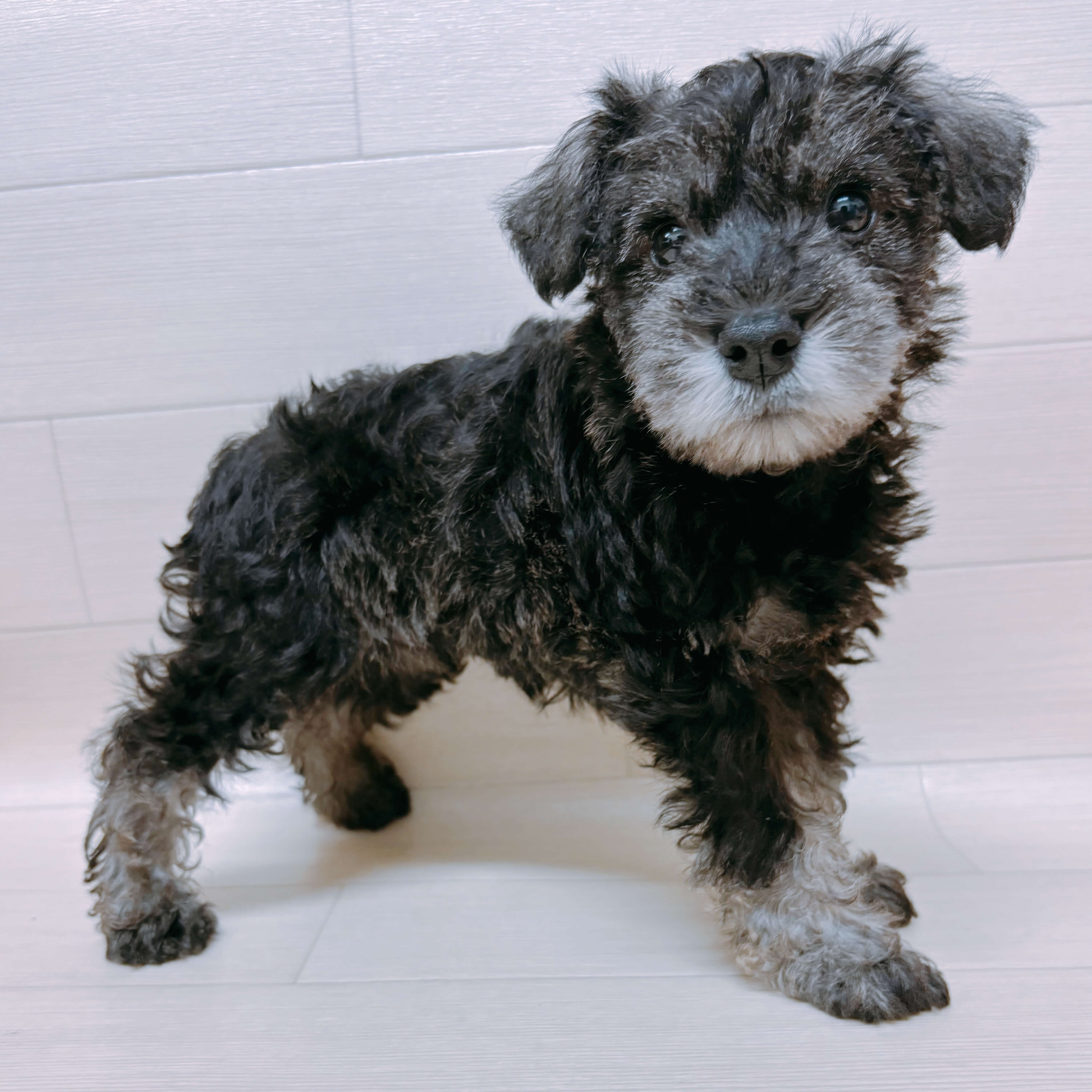 ミニチュアシュナウザー