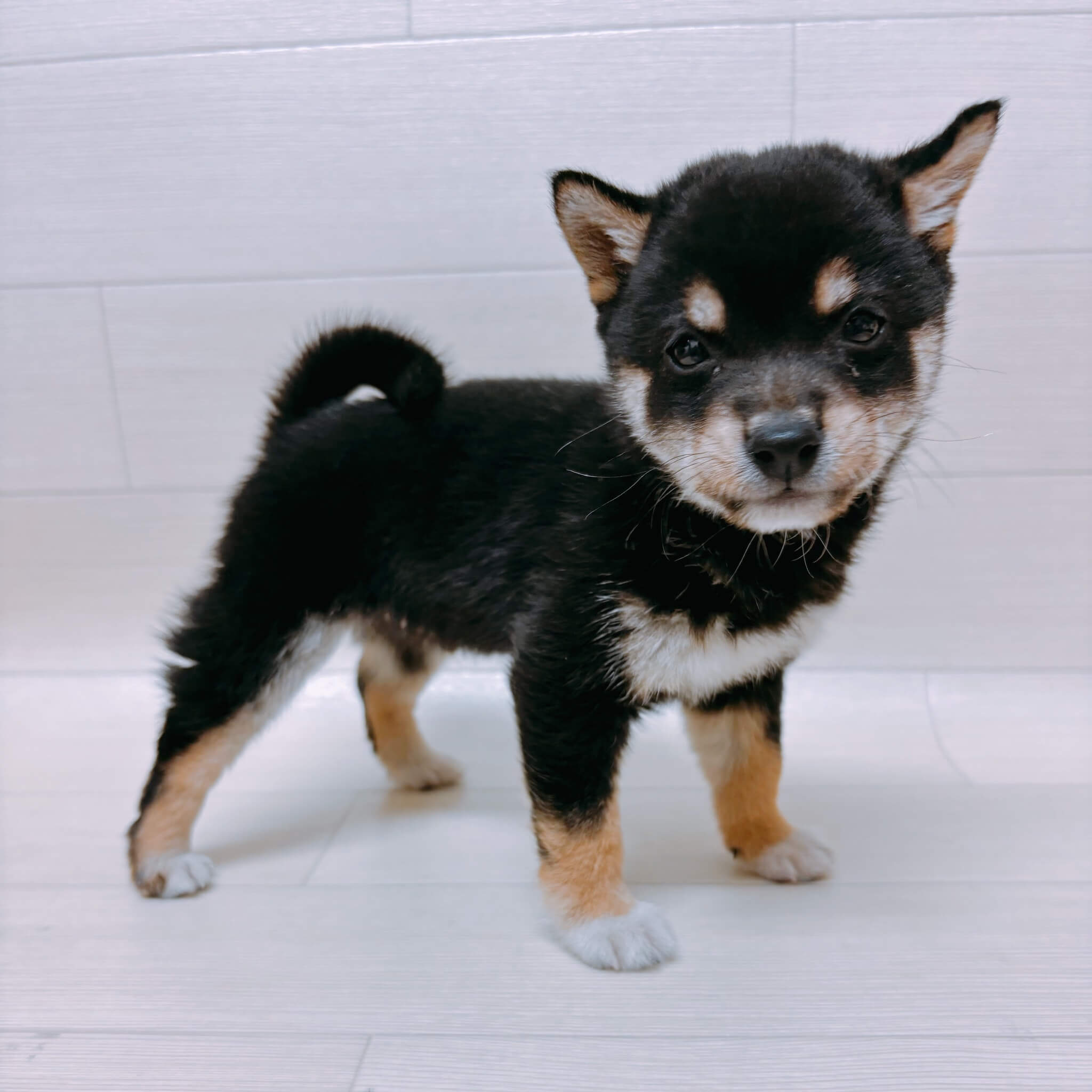 埼玉県の豆柴 (ペットアイランド 三郷中央店/2026年2月26日生まれ/男の子/黒)の子犬