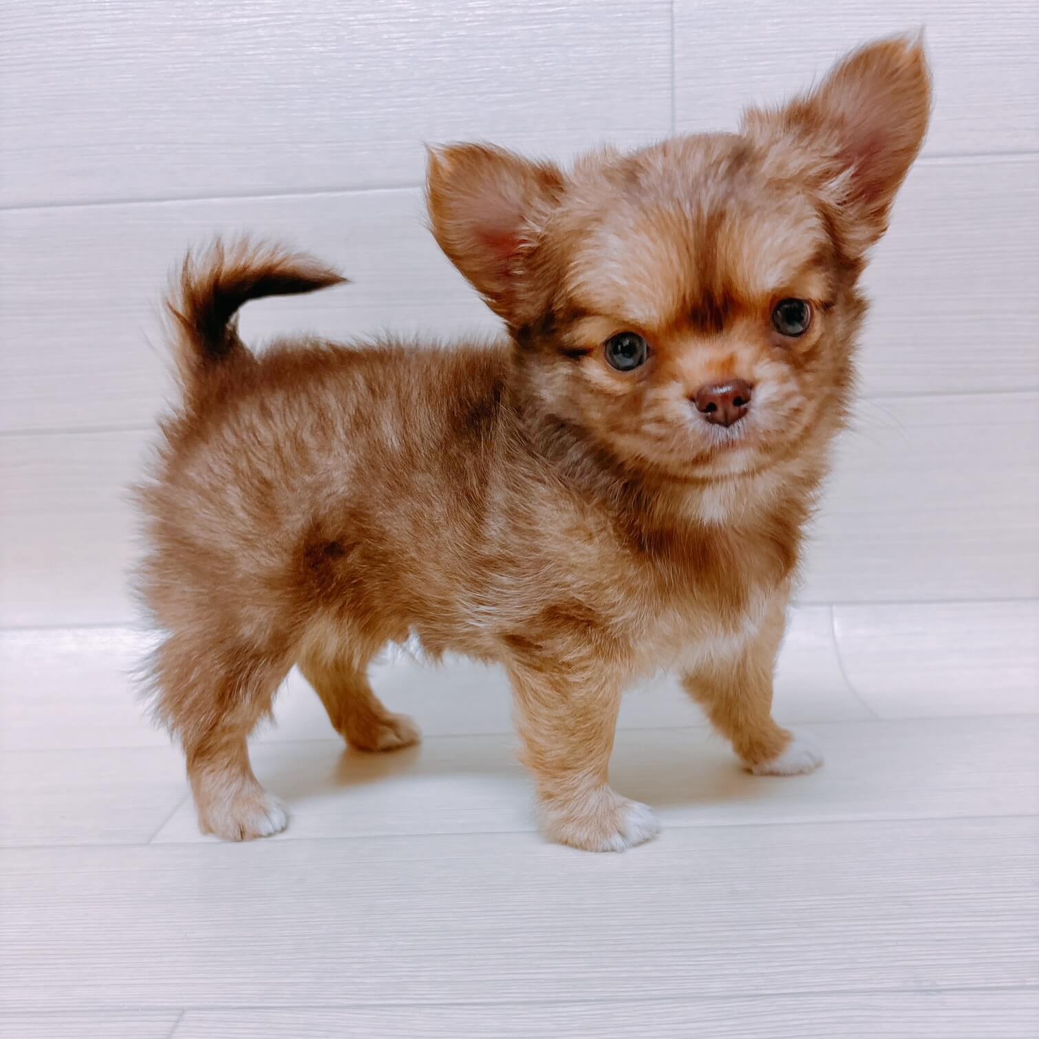 埼玉県のチワワ(ロング) (ペットアイランド 三郷中央店/2026年3月3日生まれ/男の子/チョコレートフォーン)の子犬