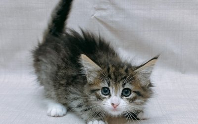 ノルウェージャンフォレストキャット