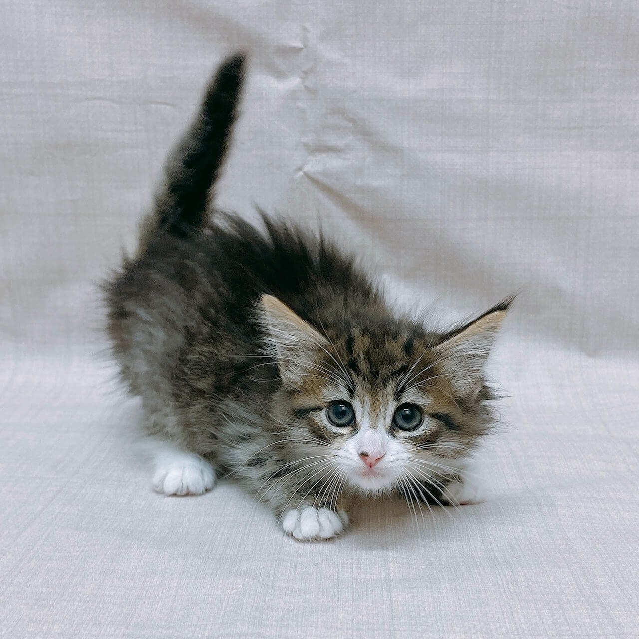 ノルウェージャンフォレストキャット