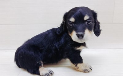 ミニチュアダックスフンド