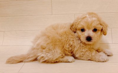 ハーフ犬（チワワ×トイプードル）