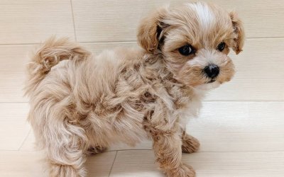 ハーフ犬（マルチーズ×トイプードル）