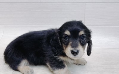 ミニチュアダックスフンド