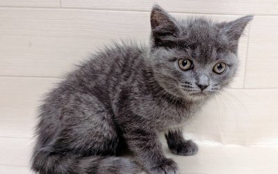 ブリティッシュショートヘアー