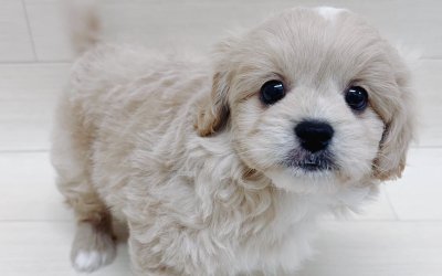 ハーフ犬（ペキニーズ×トイプードル）