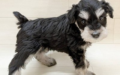 ミニチュアシュナウザー