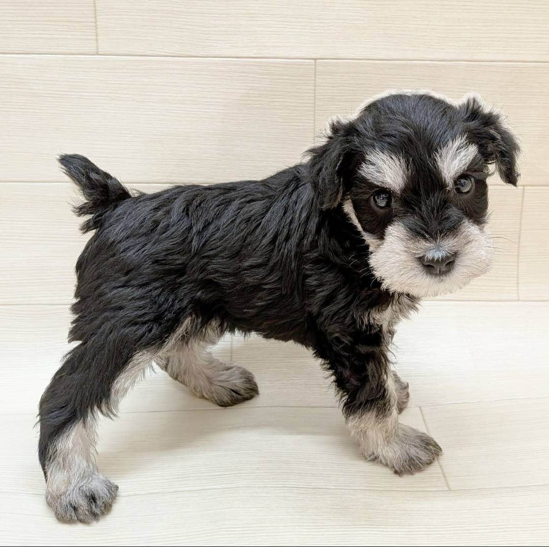 千葉県のミニチュアシュナウザー (ハッピーベル テラスモール松戸店/2026年2月9日生まれ/女の子/ブラックシルバー)の子犬