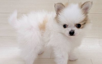 ハーフ犬（ポメラニアン×チワワ）