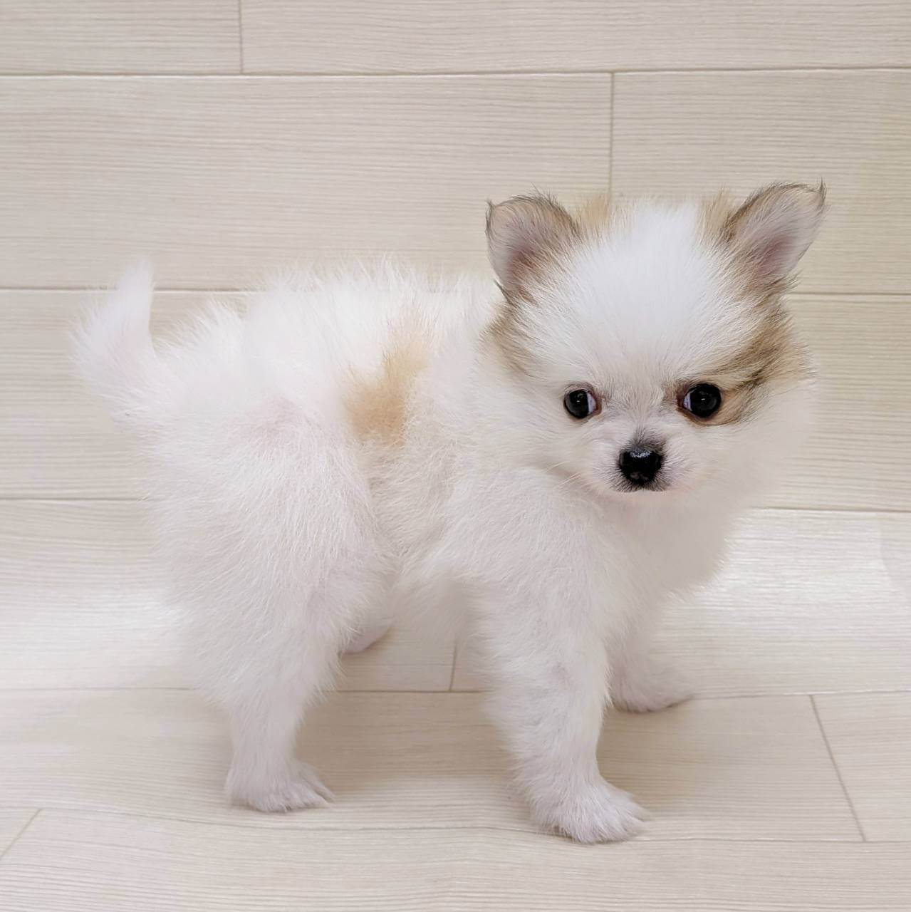 ハーフ犬（ポメラニアン×チワワ）