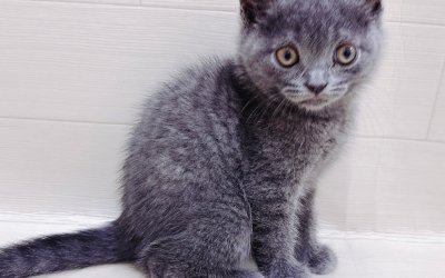 ブリティッシュショートヘアー