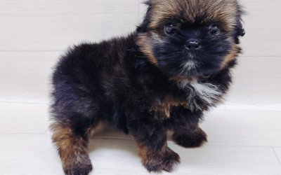 ハーフ犬（ポメラニアン×シーズー）