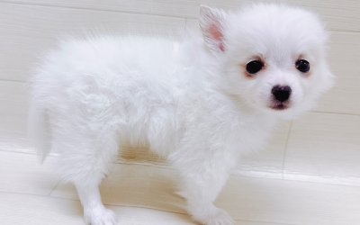 ハーフ犬（ポメラニアン×チワワ）