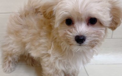 ハーフ犬（マルチーズ×トイプードル）