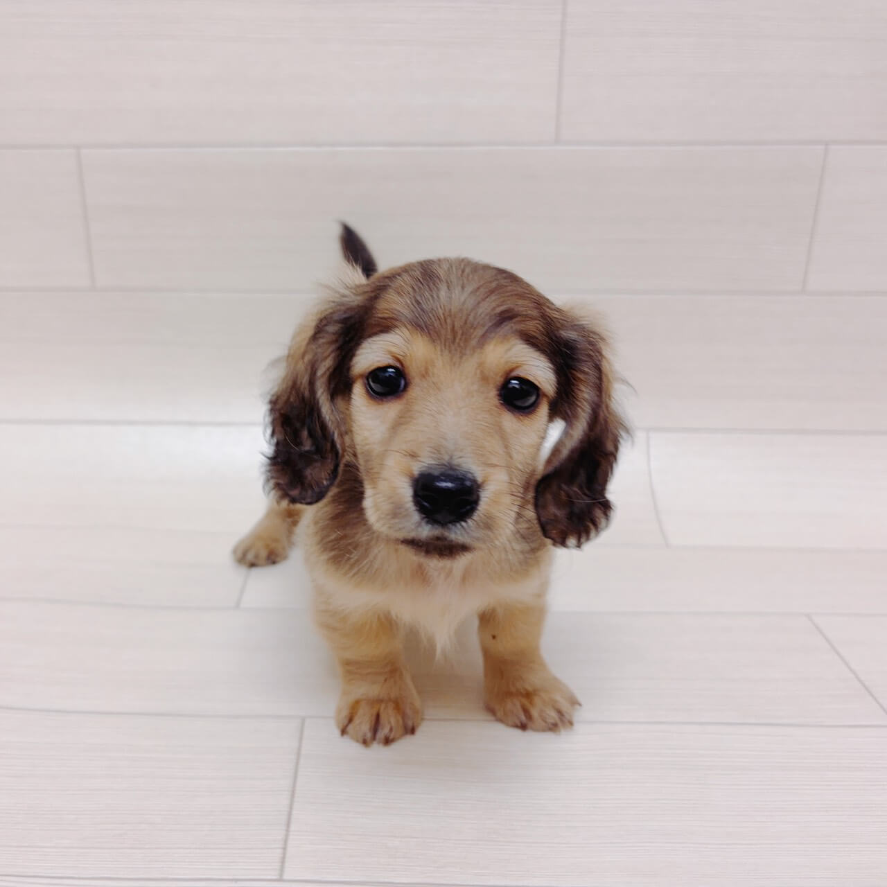 埼玉県のミニチュアダックスフンド(ロング) (ハッピーベル 草加舎人店/2026年2月8日生まれ/男の子/シェーデットイエロー)の子犬