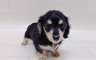 ミニチュアダックスフンド