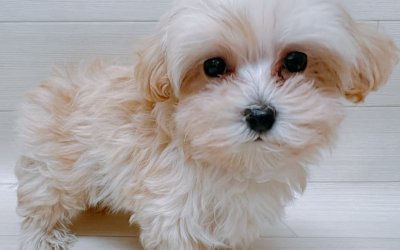 ハーフ犬（マルチーズ×トイプードル）