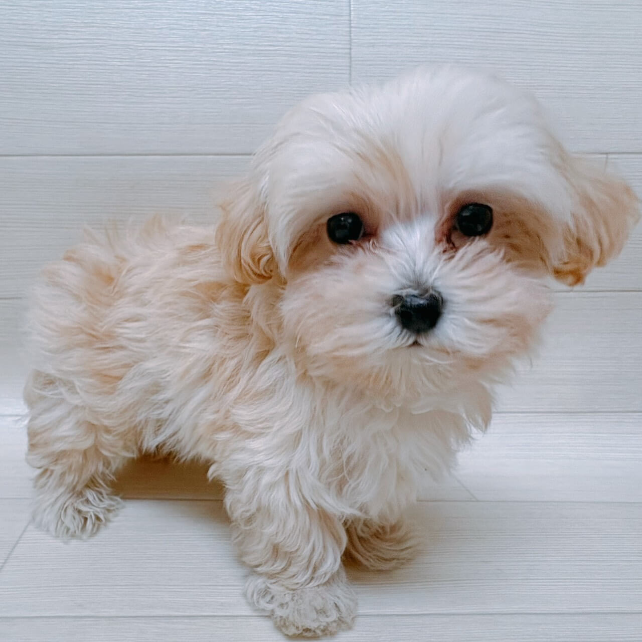 ハーフ犬（マルチーズ×トイプードル）