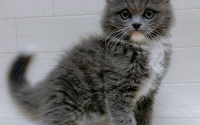 スコティッシュフォールド