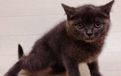 ブリティッシュショートヘアー