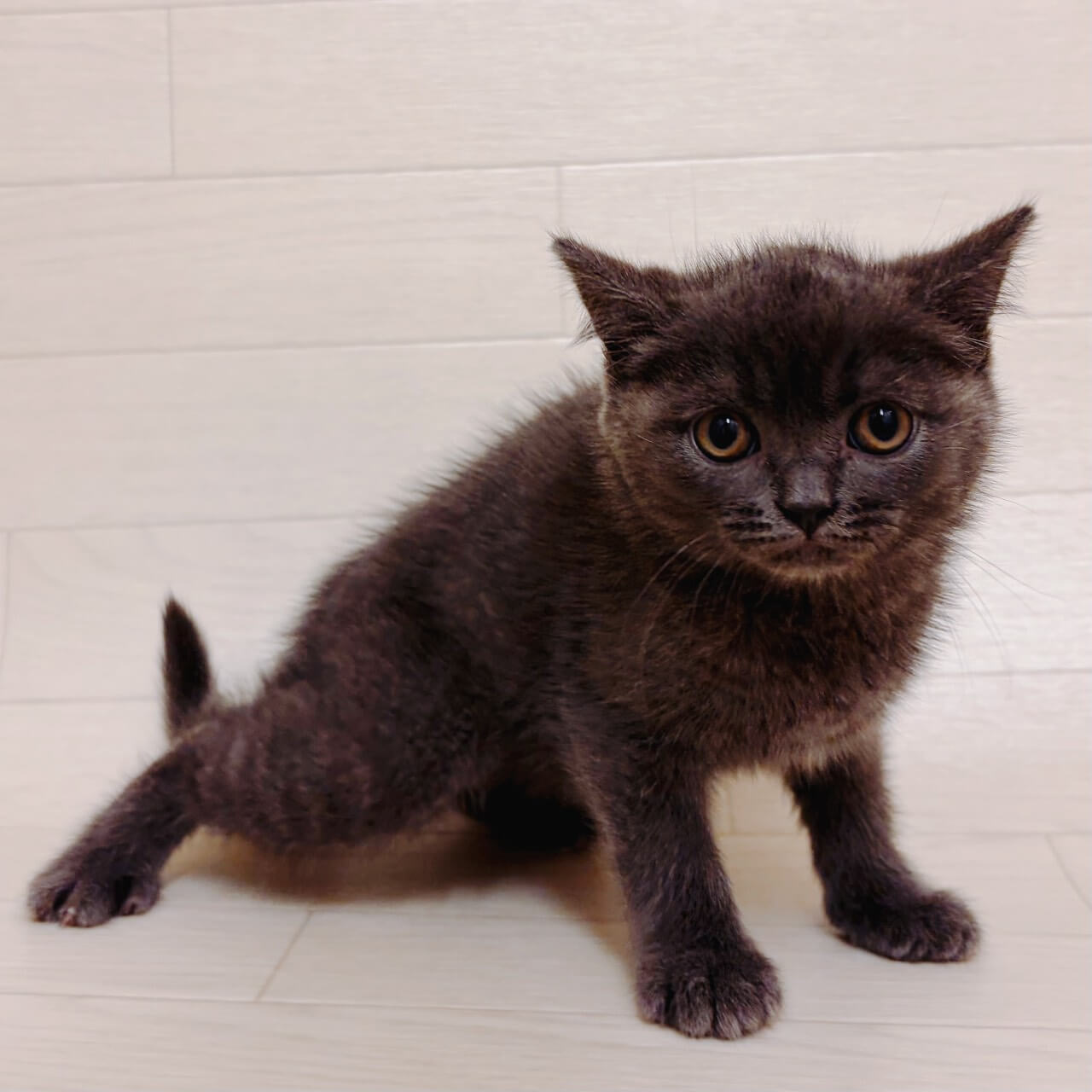 東京都のブリティッシュショートヘアー (ペットプラザ 江東深川店/2026年2月10日生まれ/男の子/ブルー)の子猫