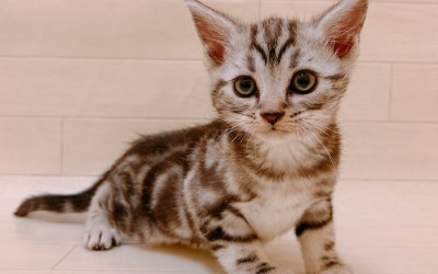 アメリカンショートヘアー