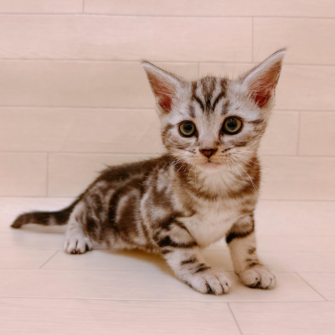 アメリカンショートヘアー