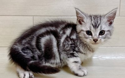 アメリカンショートヘアー